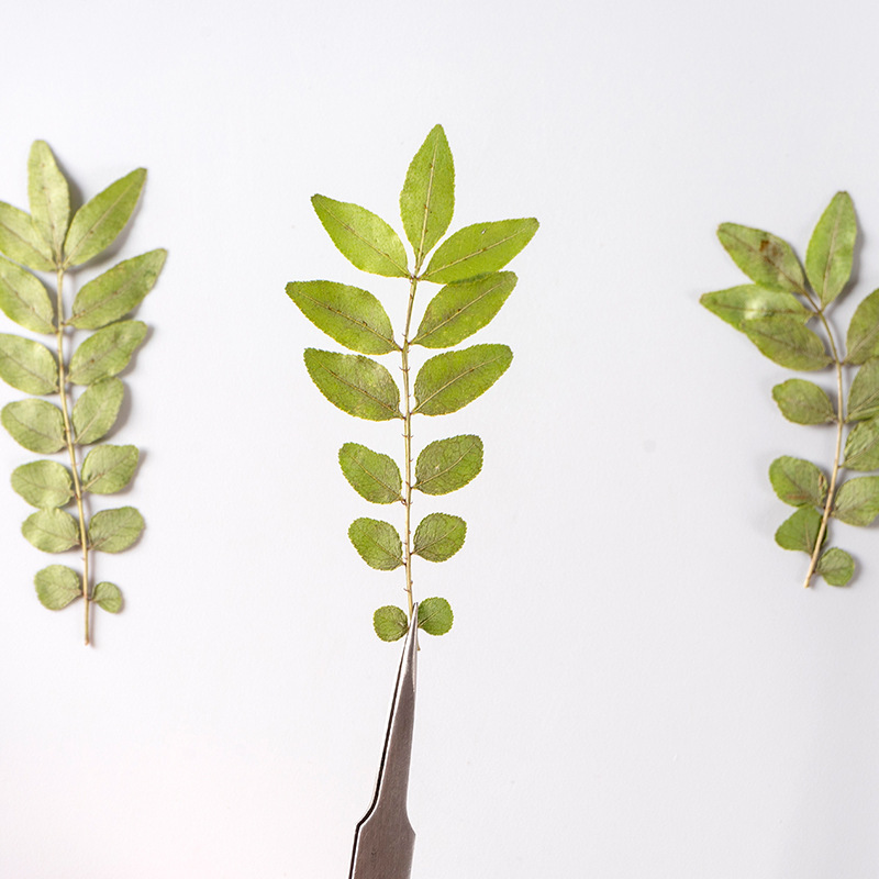 コショウの木の乾いた花の押し花は顔の装飾の花の真葉の植物の標本の真葉の真花のdiy材料を貼ります。|undefined