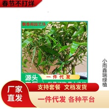 һ�����l�^�p���ӷ�����辰 �_�h�� ƽ���� �҃�ֲ������ͥԺ�N