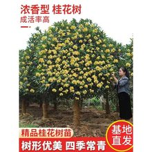 ͹𻨘ԭ𵤹ͥԺeԝֲͺļG