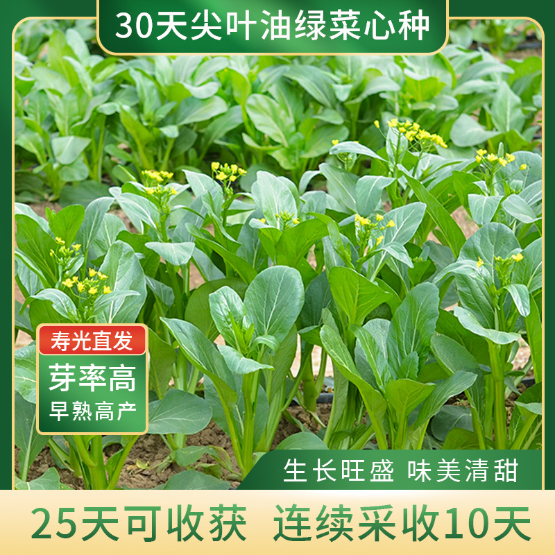 菜心种子30天速生早熟尖叶油绿甜菜心生长快盆栽小菜园四季种籽