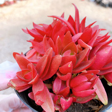 多肉植物赤鬼城 多肉植物赤鬼城批發 促銷價格 產地貨源 阿里巴巴