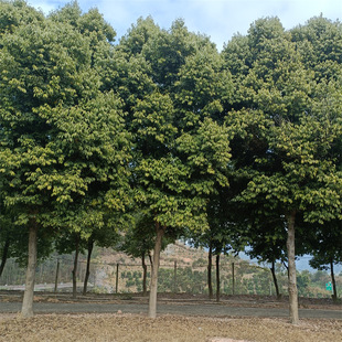 �����������l���ù�8����10����15����20���ֆ�ľ��ľ�G��