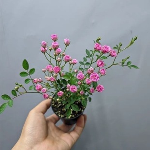 ������횳�΢�¼��ļ��_���҃ȾGֲ����С���Թ��S���l