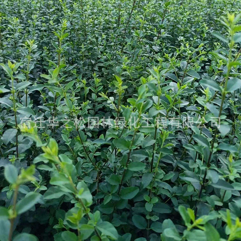 Питомник прямые поставки мелкий лист Привет Зеленые саженцы оптом сад вечнозеленые цветы в горшке мелкий лист Привет саженцы