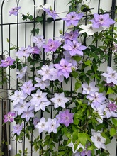 FɏֲͥԺͺGֲСаy̨ļԮ