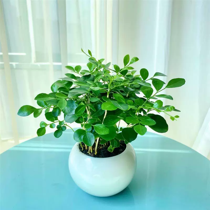 Небольшой офисный столик с ароматными цветами и зелеными растениями в горшках, солнцелюбивыми и водолюбивыми рассадами, 1 горшок с несколькими растениями.