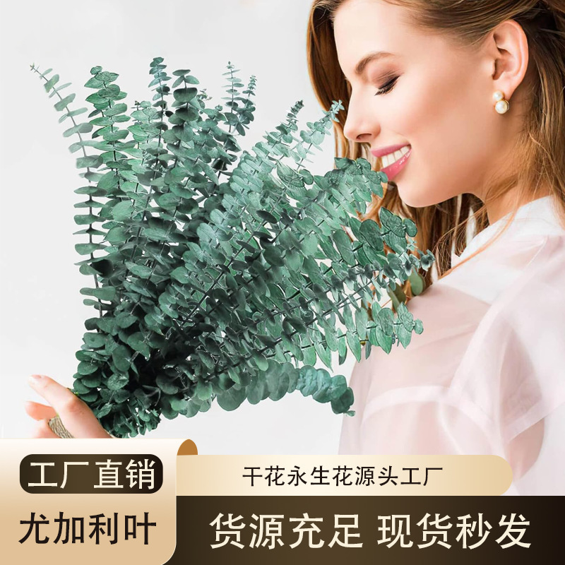 Eucalyptus Leaf Immortal Flower Copper Coin Eucalyptus Leaf Thin Eucalyptus Leaf Dried Bouquet DIY Flower Arrangement Shooting Props