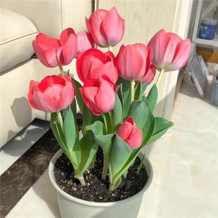 �M��������N��ˮ�����b����ƿ�ͺ��������ļ��Nֲ�L�������Ի���