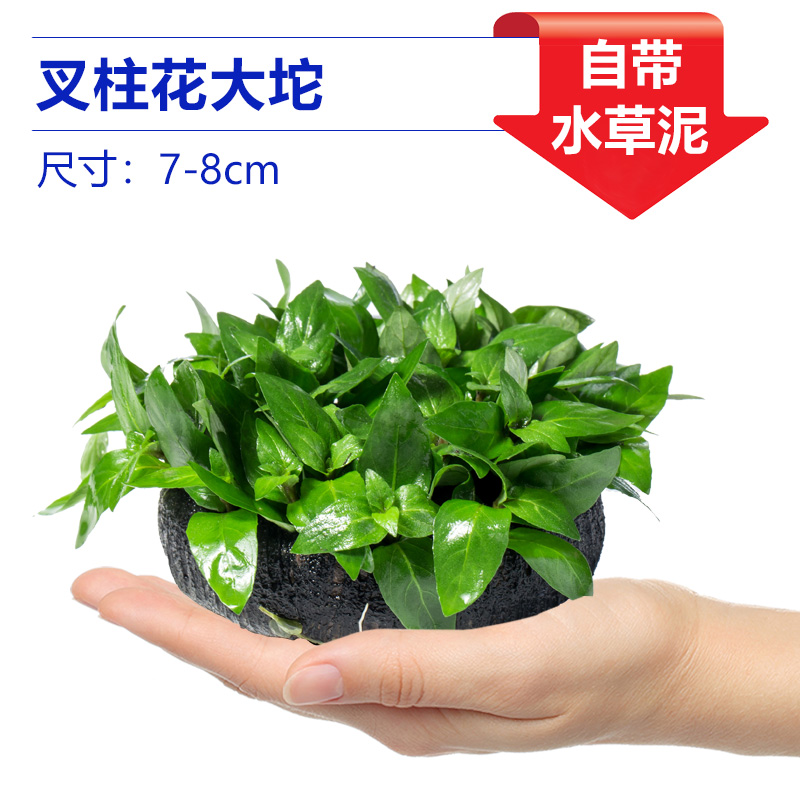 포크기둥꽃큰풀【얼리 어답터 가격❤특별한 제안]