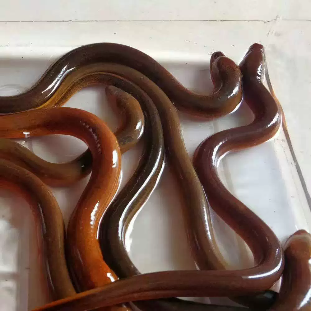 Местный жареный угорь, дикий маленький жареный угорь, оптовая продажа жареной рыбы, пакет для разведения живого угря в пруду