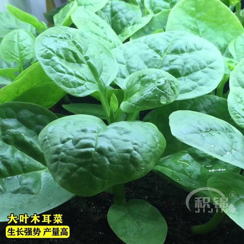 大叶木耳菜种子盆栽庭院阳台种植爬藤菜籽盆栽易种四季播蔬菜家庭