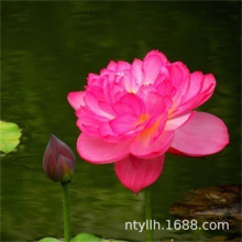 ˮֲСɏN˯ɏNźˮܴͺɻN