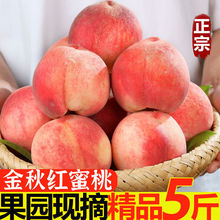 正宗金秋紅蜜桃子脆桃5斤裝單果155g以上新鮮應季水果
