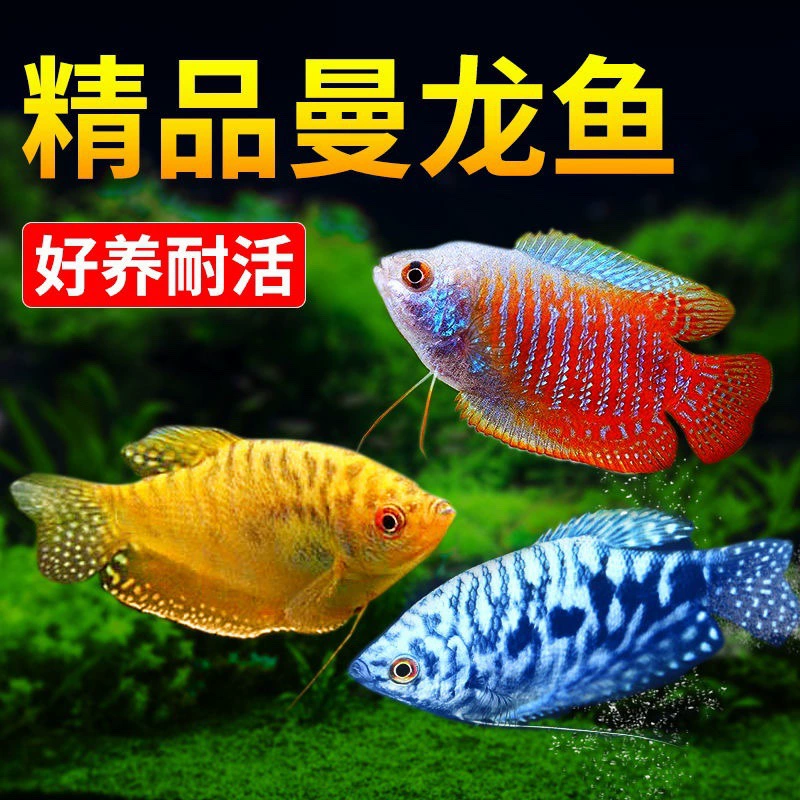 Живая тропическая декоративная рыба Manlow, тело синее Manlong, Huangman-дракон, золотой Боци, шаровидная Афан, маленькая мини-рыбка попугай