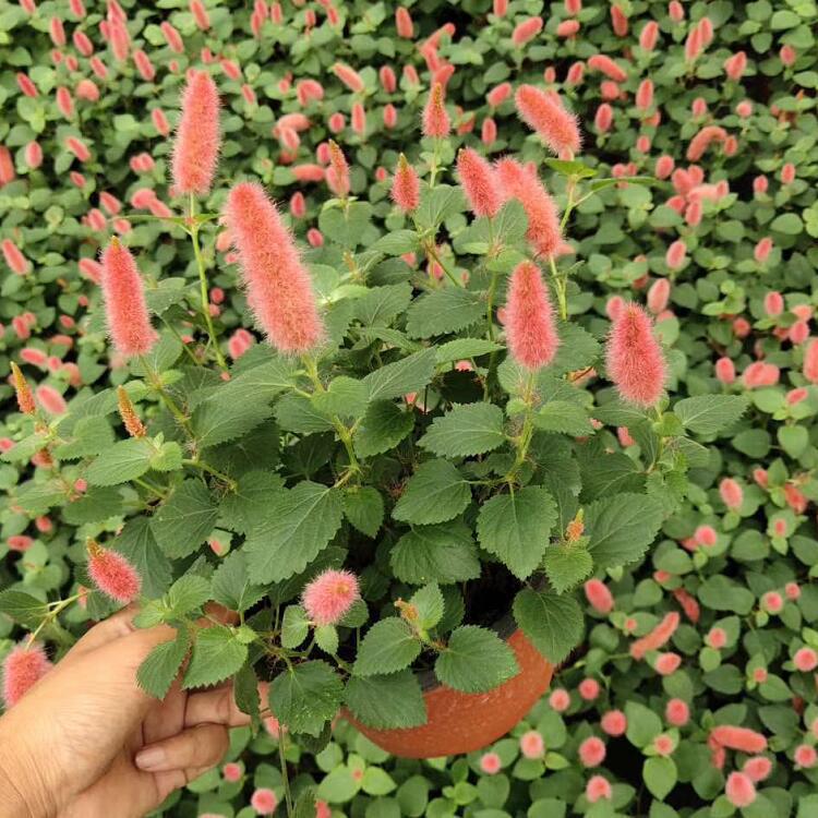 QQ图片20200807155612