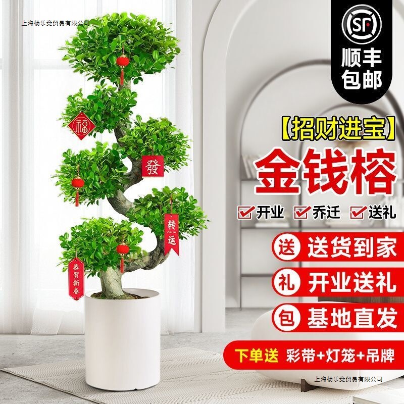 2025 New Money Banyan Tree to Attract Wealth, Large Bonsai Tree in the Living Room and Office, Four-Season Money Tree and Others