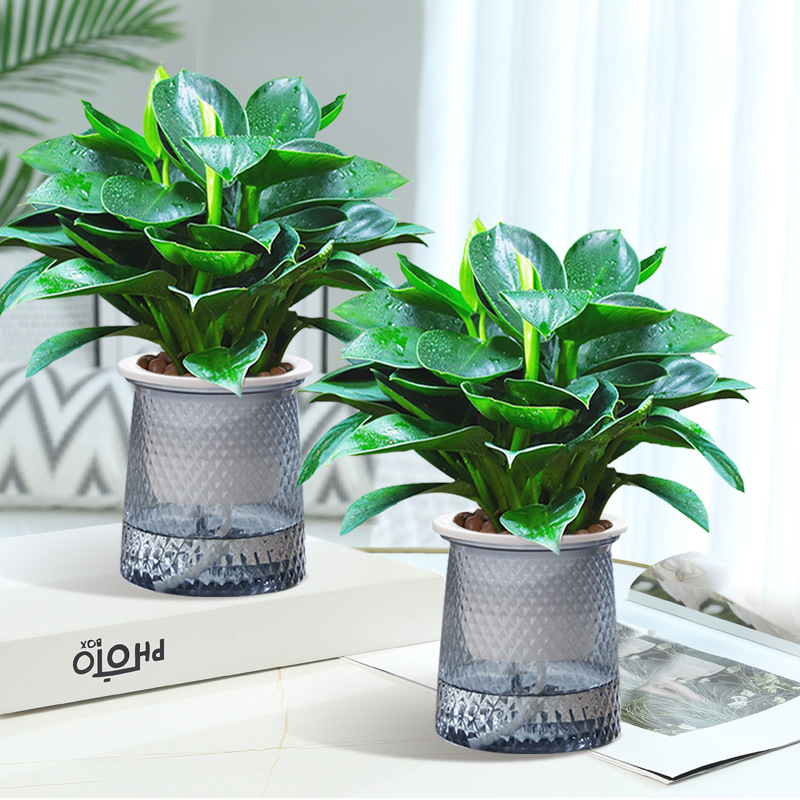 [화분 2개 추천] 금다이아몬드 3그루, 약 25cm (별이 빛나는 자흡식 화분) + 영양액