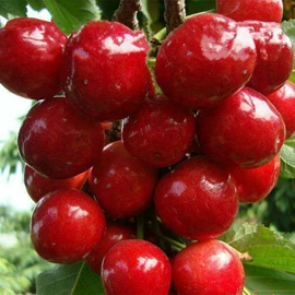 园林果树;灌木;乔木