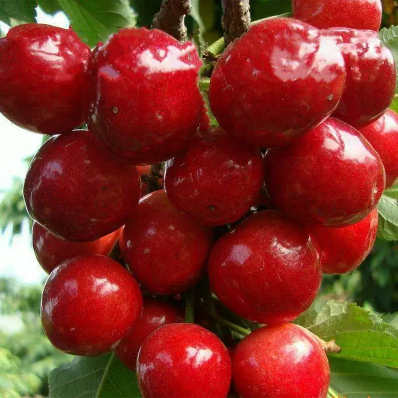 玛瑙红樱桃树苗乌克兰大樱桃苗嫁接苗南方种植樱桃果树直销批发