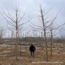 ���깩���y�Ә���������خa��@���^�y�Ӵ���|�������y�Ә�