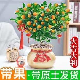 金桔树盆栽带果发货室内客厅植物可食用脆皮金桔树树苗四季观赏