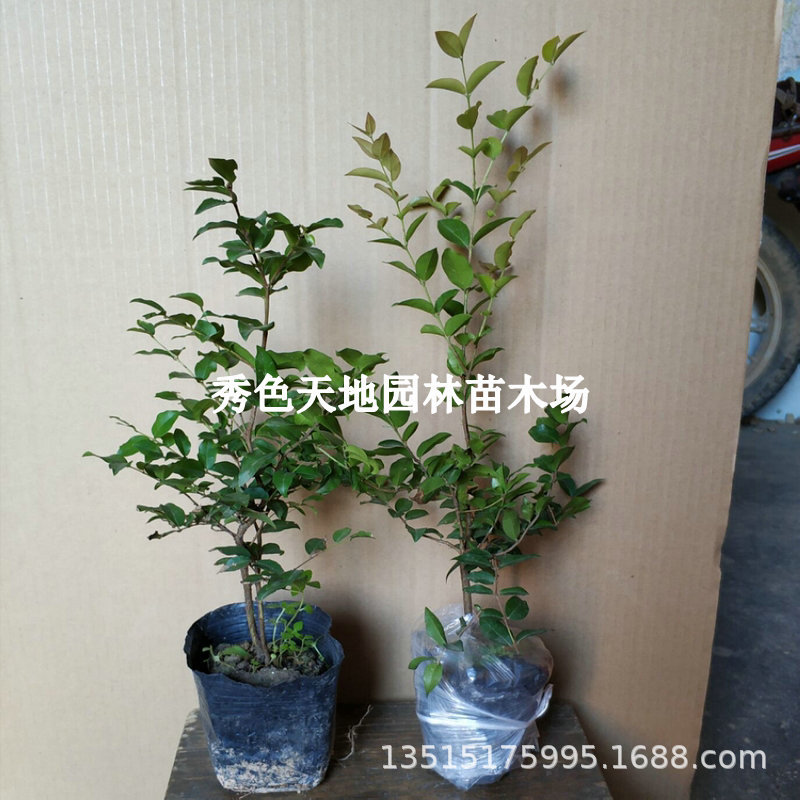 树葡萄果苗嘉宝果苗树四季沙巴嘉宝果树果苗盆栽地栽庭院名贵树苗