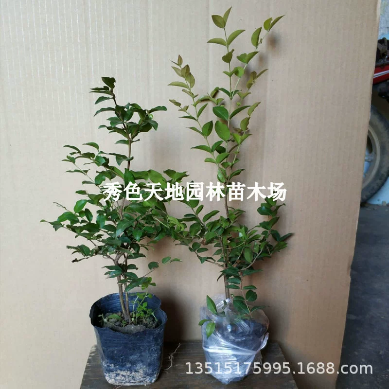 Дерево Виноград Фруктовая рассада Гарбо Фруктовая рассада Четыре сезона Сабах Гарбо Фруктовая рассада Посадка в горшке Сад Ценная рассада деревьев