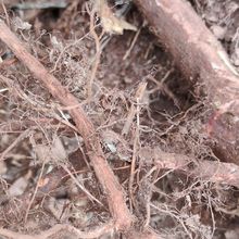 Ұ�����Ӹ� �V����ɽș�č��� �ҽ���� ɽ�� ������ ���r��Ʒ