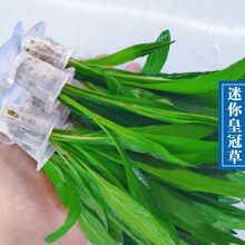 ����С�Ź�ˮ�ݴ��~�Ź��~���������B�󾰲����ˮ����������ˮ�|