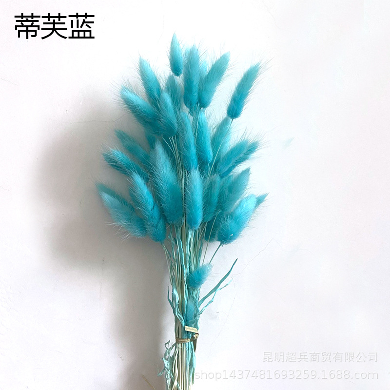 Hierba de cola de conejo flor seca hierba de cola de conejo blanco un montón de 50 piezas