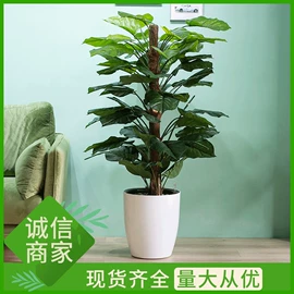 花盆容器;园艺灌溉工具;园艺工具