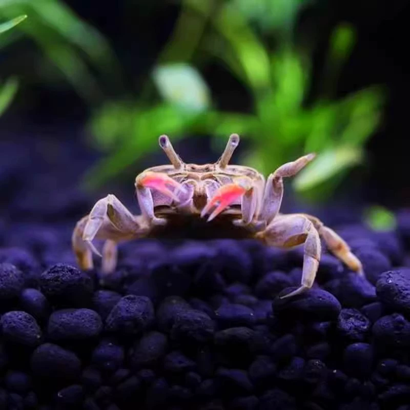 Миниатюрная крабовая живьё- crab?