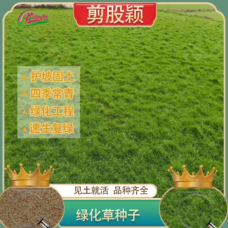 Семена охлаждающегося роста травы типа «креплинг фескус» слабокислотного действия для газонов для игры в гольф, зеленых зон, защиты склонов и стабилизации почвы.