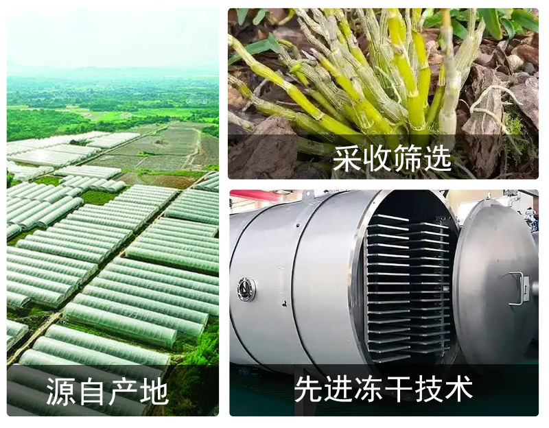 Freeze-Dried Tiepi Shi Hu (Dendrobium officinale) — Huoshan Origin Dendrobium Stems for Cooking & Tea in use