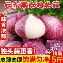 云南大理湿独头蒜大果新鲜大蒜新蒜紫皮大蒜头独蒜圆蒜批发鲜蒜
