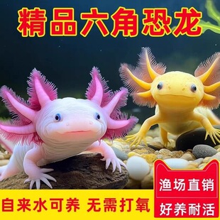 ���ǿ����~ϔ��ԁ�ˮ���B�ͻ��^�p�~С���~���~�B���������~��ˮ