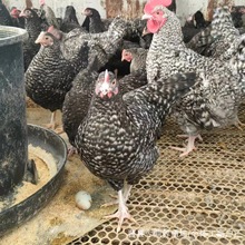 大量批发芦花鸡苗 芦花鸡种鸡 出售观赏婆罗门鸡 山鸡五黑鸡幼苗