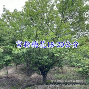 �m��÷������15-18������ɰ÷������÷10���ּt÷���~÷��÷��