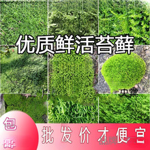 �r����̦����̦�\΢���^��ɽ����̦�\��Ƥ����ֲ����]����