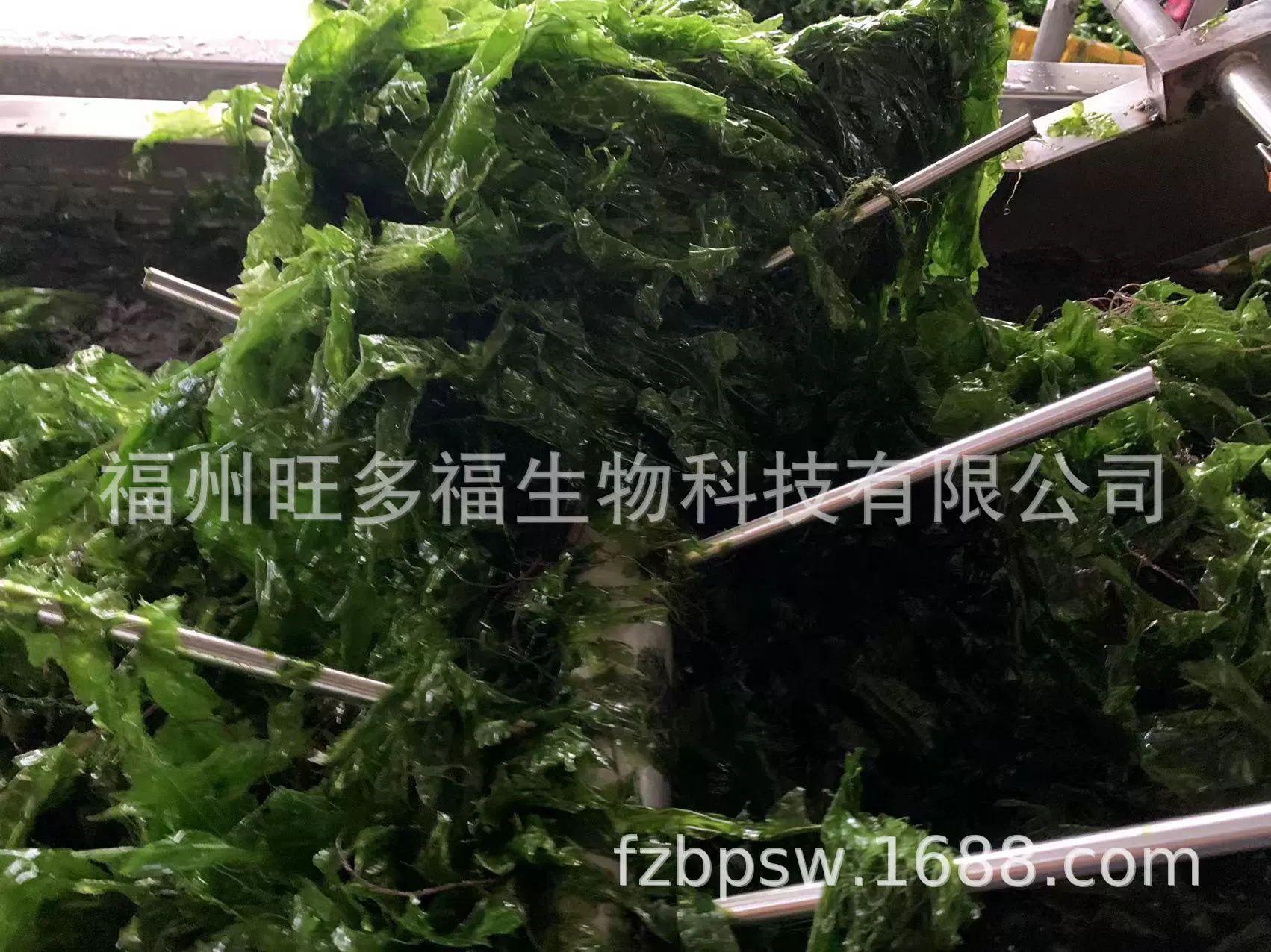 Морские овощи из Фуцзяня/улва, мелкие кусочки 2*3 мм, 10 кг/мешок