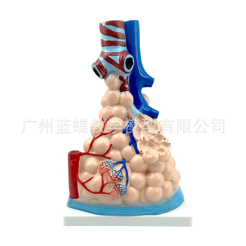 �β�ģ�� ���ͷ��ݷŴ�ģ���������������ģ�� �����ѧģ��