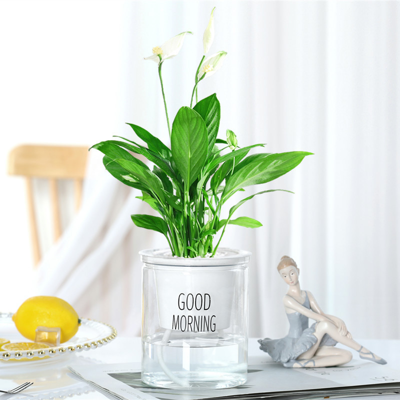 화이트팜 [노르딕분지] + 영양액