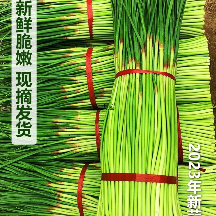 现货露天蒜苔新鲜5斤农家蔬菜蒜台蒜毫蒜薹蒜苗3当季整箱非山东
