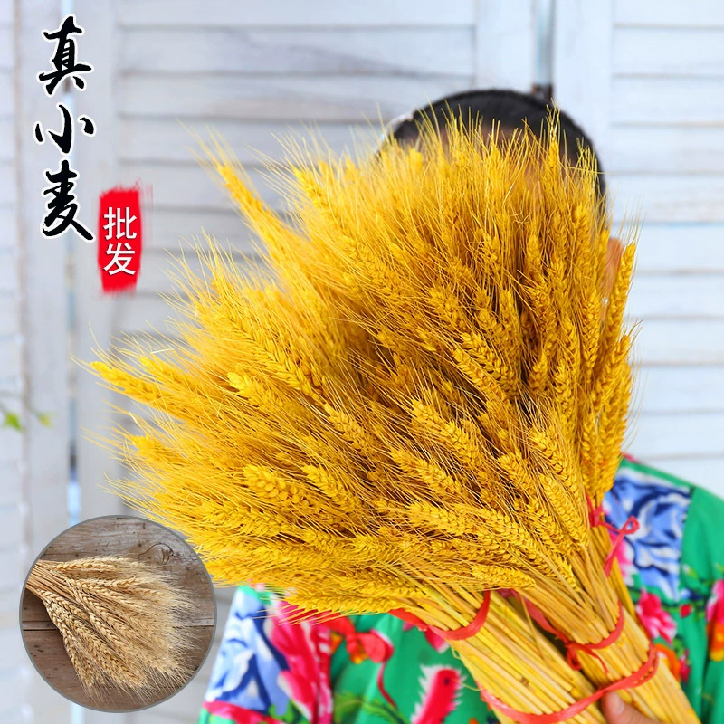 Пшеничные колосья сушеные цветы открываются ячменные букеты для гостиной, идиллический стиль, декоративные украшения, предметы цветочной композиции, золотисто-желтые сушеные цветы, колосья пшеницы