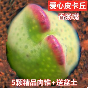 �t�����5�w����Ƥ�����ٌ��������F ������ʯ������С���Է��ӿ�