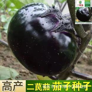 �ش����ӷN������ϺڈA�ѷN�Ѷ����Ѵ��ﲥ�r�Ҹ߮a�����߲˷N��