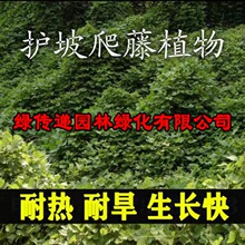 葛藤种籽爬山虎大花牵牛花油麻藤边坡矿区绿化护坡爬藤植物草籽孑