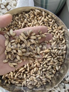 �n���� ��؛��؛�a����ș��ȥ���n�� ţʭ�Ӵ��^â ����ă�