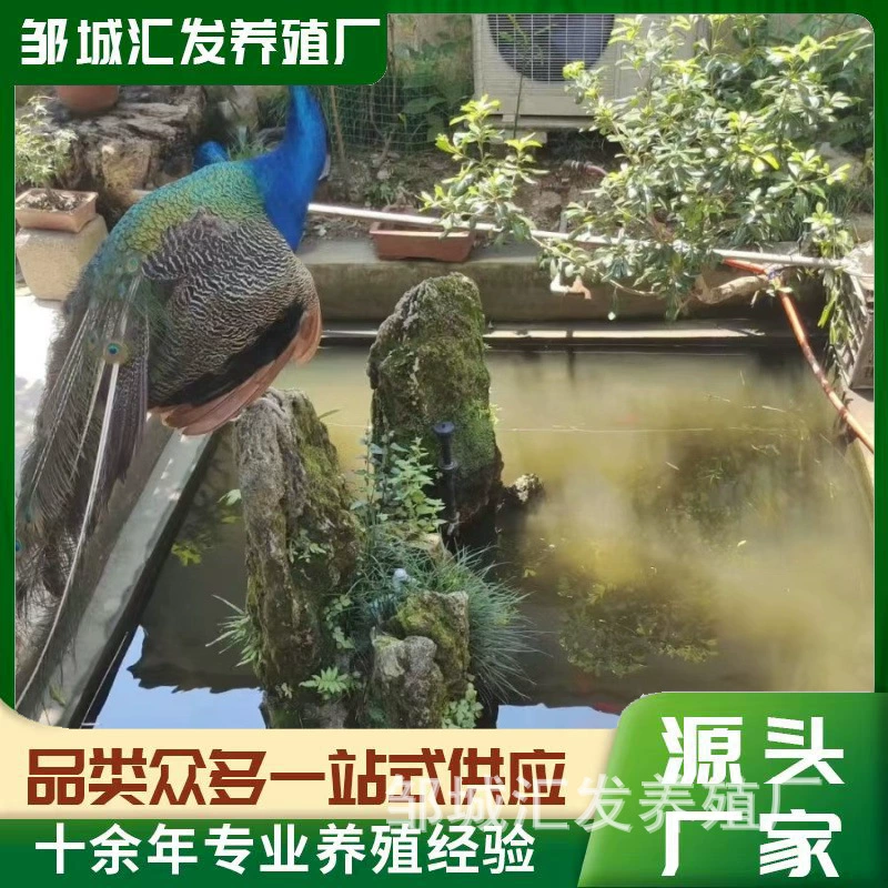 Живые павлины оптом, для смотровых площадок, садовые, свободно пасующие, чистокровные голубые павлины, цена живых павлинов