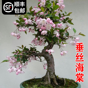 ���z���Ļ�����ͥԺ�ļ��_�������Ϙ��辰����ֲ���҃Ȼ��Gֲ�滨